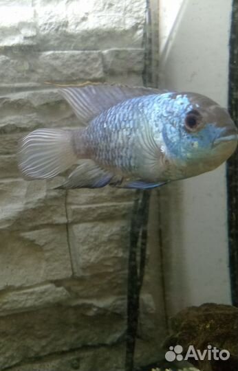 Рыбы взрослые