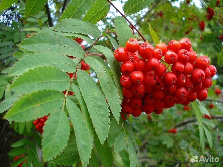 Саженцы рябины и других лиственных