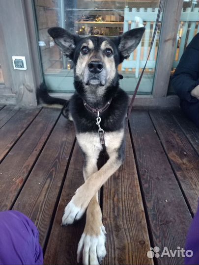 Собачка в добрые руки