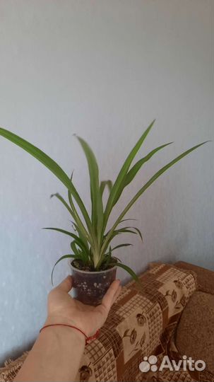 Хлорофитум