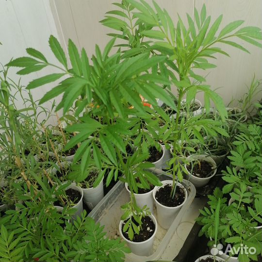 Рассада бархатцев