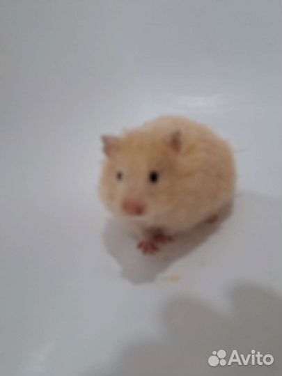 Сирийский хомяк