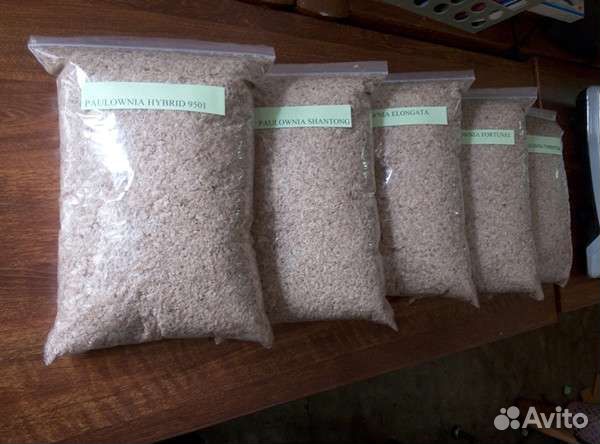 Семена Павловнии z0.7