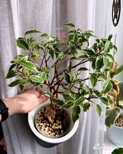 Фикус Нина на штамбе