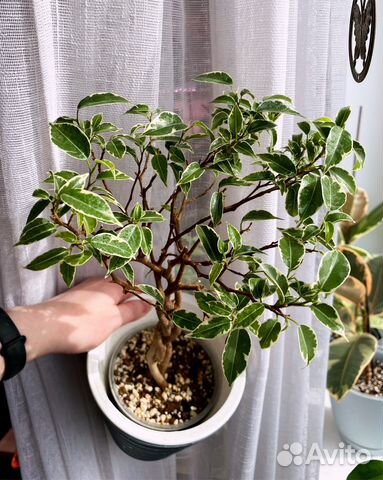 Фикус Нина на штамбе