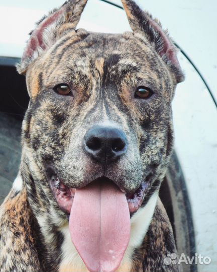 Щенки питбуля