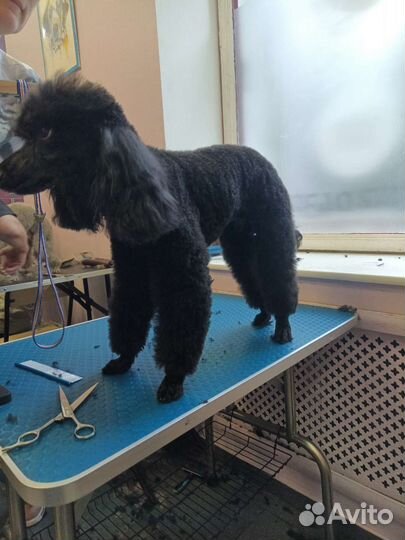 Стрижка собак и кошек