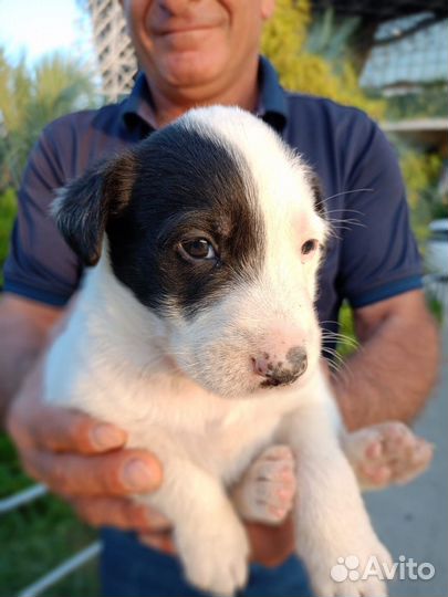 Мальчик в добрые руки отдам бесплатно