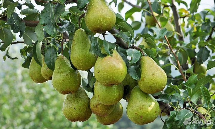 Груша сорт Просто Мария