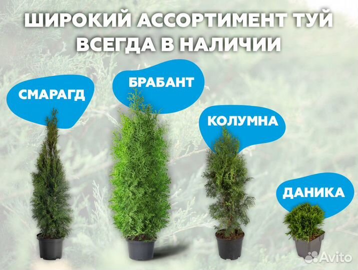 Туя 150 см