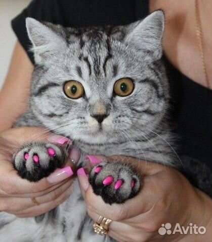 Антицарапки накладки на ногти для кошек