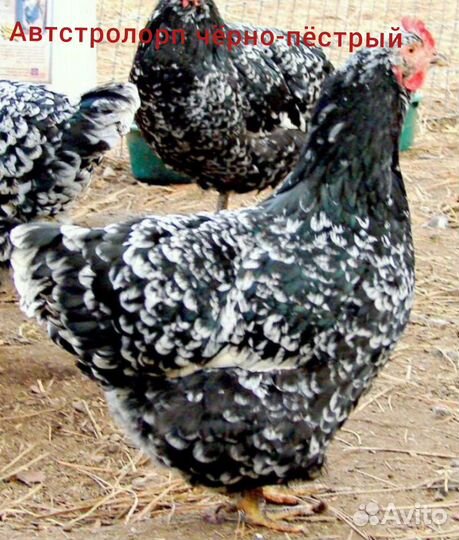 Цыплята породной птицы