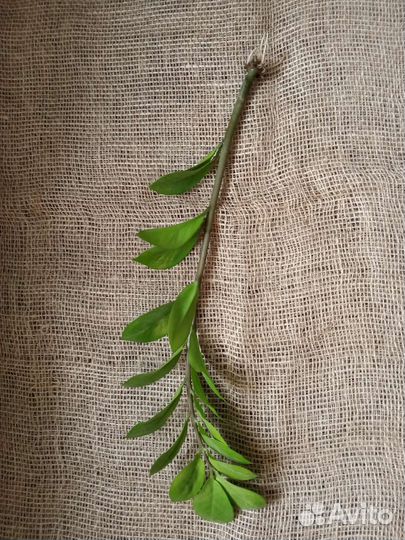 Замиокулькас