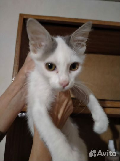 Котенок