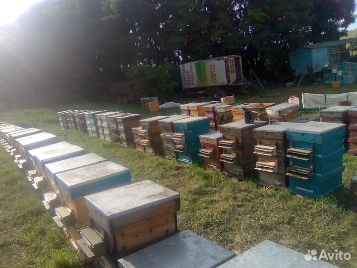 Пчеломатки