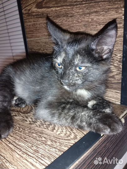 Отдам котенка