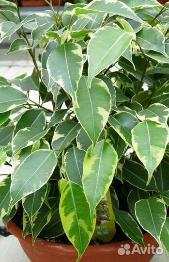 Фикус Бенджамина и Барокко (детки)