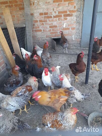 Куры. Петухи