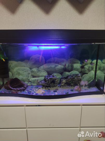 Аквариум с рыбками
