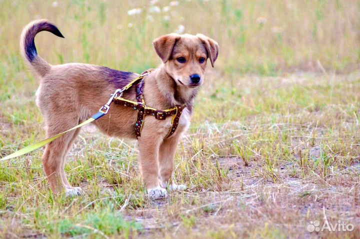 Смышленная Альма в поисках семьи
