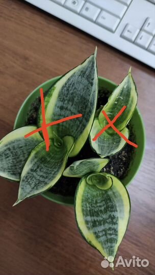 Сансевиерия Ханни Голд, детки