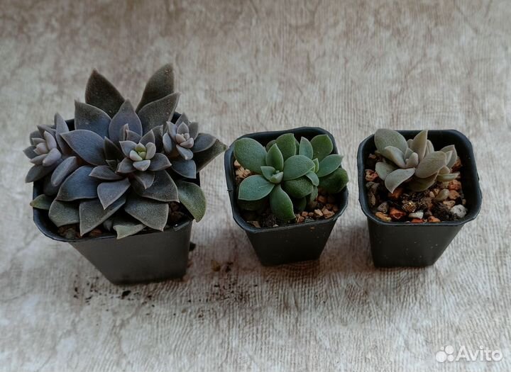 Эхеверии и другие суккуленты