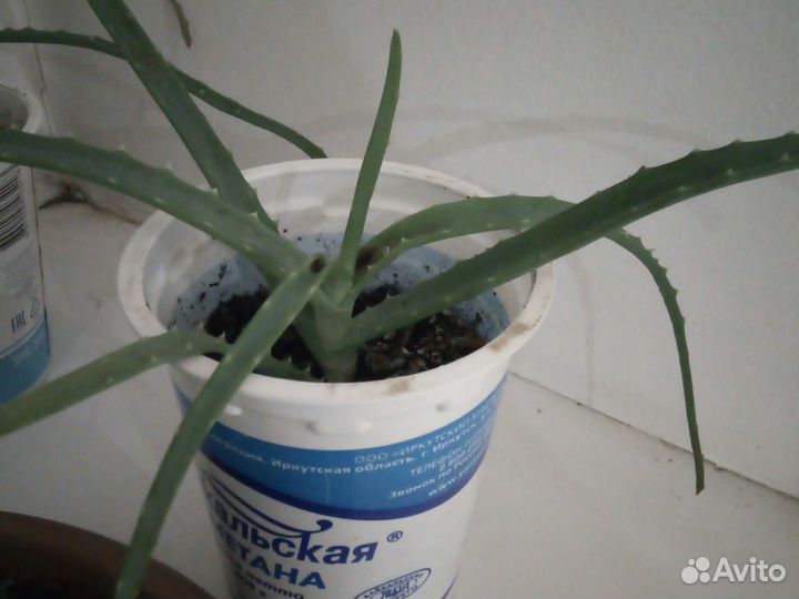 Алоэ лечебный отростки