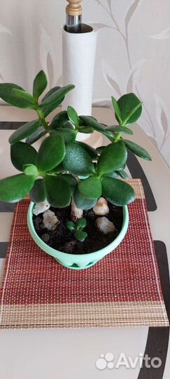 Денежное дерево