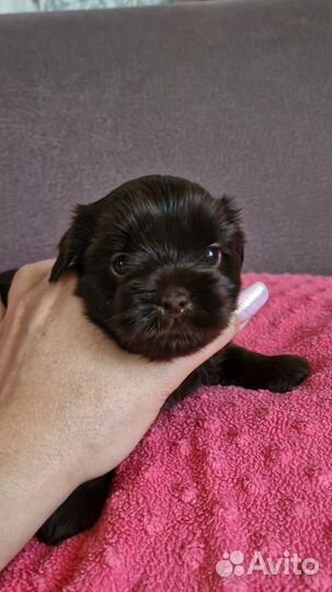 Шоколадные комочки счастья