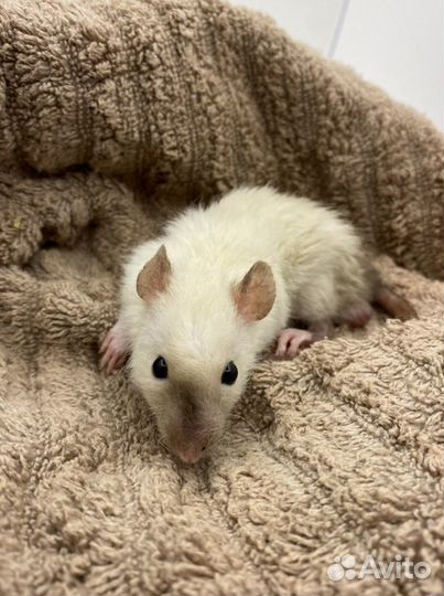 Крысята с клеткой