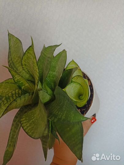 Сансевиерия Филиппин