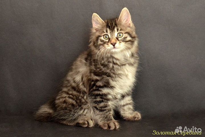 Делимся с вами счастьем