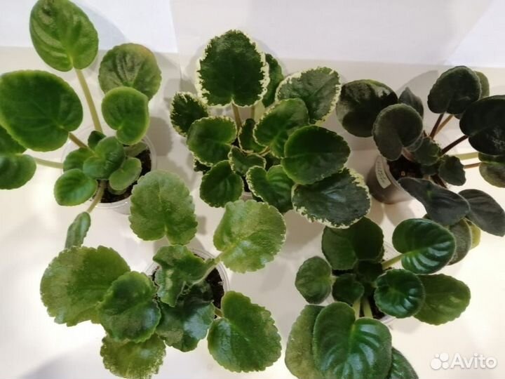 Продам детки фиалок