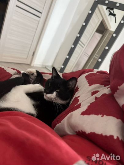 Кошка кличка Мара