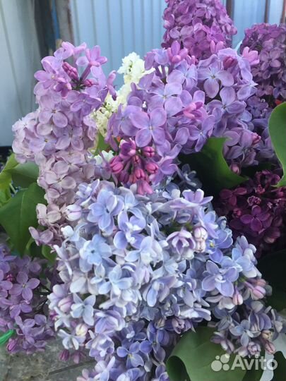 Сирень и другие цветы для дачи