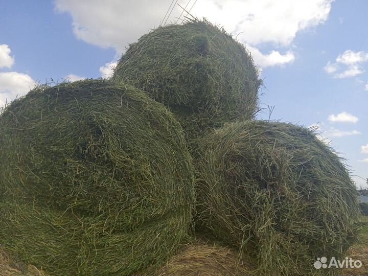 Сено в рулонах люцерна с костром