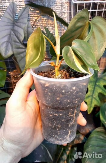 Филодендрон Медиопикта триколор