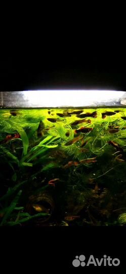 Гуппи рыбки роголистник