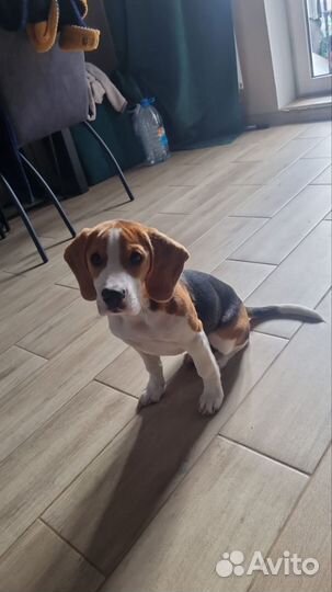 Щенки бигль