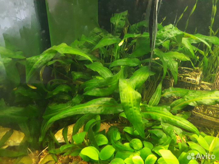 Аква растения Анубиас,Валистнерия,Крептокорина