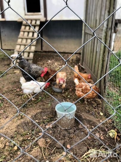 Куры несушки 5 шт + петух в подарок