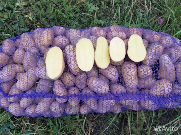 Продам картофель