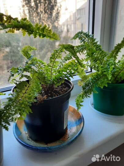 Папоротник кудрявый