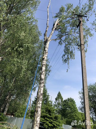 Спил деревьев частями