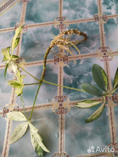 Комнатные цветы шефлера