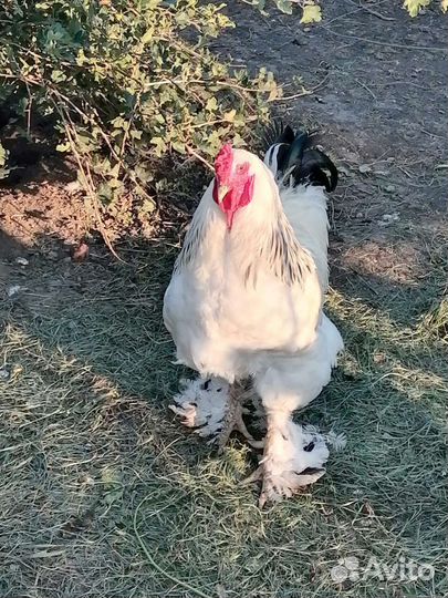 Петух брама