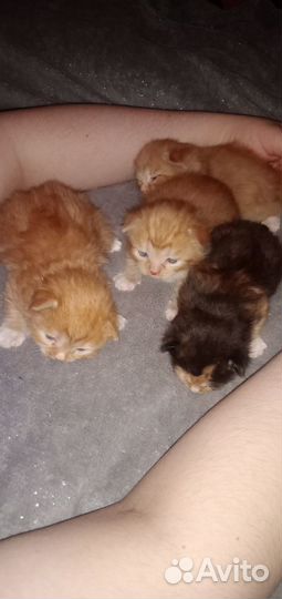 Отдам в добрые руки котят