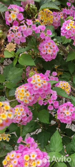 Лантана цветущая бело розово сиреневая