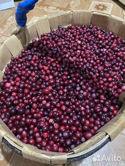 Клюква свежая