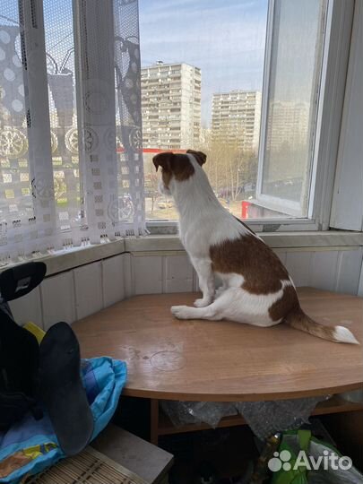Вязка Джек рассел терьер